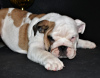 Zusätzliche Fotos: englische Bulldogge