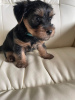 Foto №2 zu Ankündigung № 66421 zu verkaufen yorkshire terrier - einkaufen USA quotient 	ankündigung