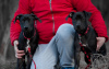 Foto №1. american pit bull terrier - zum Verkauf in der Stadt Zaporizhia | 1000€ | Ankündigung № 15918