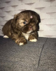 Foto №2 zu Ankündigung № 30135 zu verkaufen shih tzu - einkaufen Großbritannien quotient 	ankündigung