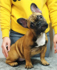 Foto №1. französische bulldogge - zum Verkauf in der Stadt Kiew | 800€ | Ankündigung № 35677