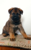 Foto №1. deutscher schäferhund - zum Verkauf in der Stadt Ashdod | 56793286€ | Ankündigung № 58769