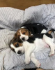 Foto №4. Ich werde verkaufen beagle in der Stadt Kiew. quotient 	ankündigung - preis - 380€