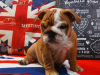 Foto №2 zu Ankündigung № 7567 zu verkaufen englische bulldogge - einkaufen Russische Föderation züchter
