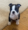 Foto №2 zu Ankündigung № 97551 zu verkaufen boston terrier - einkaufen Schweden quotient 	ankündigung