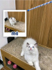 Foto №2 zu Ankündigung № 121718 zu verkaufen ragdoll-katze - einkaufen Russische Föderation züchter