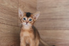 Zusätzliche Fotos: Abessinier-Kätzchen in wilder und sauerampferfarbener Farbe