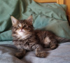 Foto №3. 2 gesunde Maine-Coon-Kätzchen zu verkaufen. Niederlande