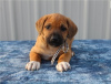 Foto №1. rhodesian ridgeback - zum Verkauf in der Stadt Koblenz | 400€ | Ankündigung № 127311