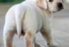 Foto №3. Labrador retriever puppies for sale. Deutschland