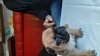 Foto №3. französische Bulldog Welpen. Russische Föderation
