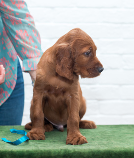 Foto №2 zu Ankündigung № 1741 zu verkaufen irish red setter - einkaufen Russische Föderation vom kindergarten