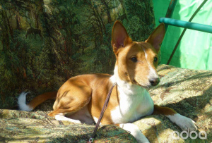 Foto №1. Paarung Service - züchten: basenji. Preis - 200€