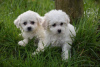 Foto №2 zu Ankündigung № 123643 zu verkaufen bichon frisé - einkaufen Deutschland 