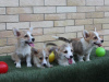 Zusätzliche Fotos: Welsh Corgi Pembroke Welpen