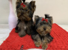 Foto №4. Ich werde verkaufen yorkshire terrier in der Stadt Kiew. vom kindergarten - preis - 828€