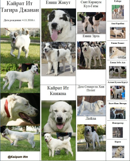 Zusätzliche Fotos: Zentralasiatischer Schäferhund Puppy White-Tiger Girl