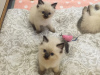 Foto №3. Geimpfte Ragdoll-Kätzchen stehen zum Verkauf. Deutschland