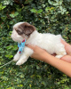 Foto №1. shih tzu - zum Verkauf in der Stadt Julianadorp | Frei | Ankündigung № 100083