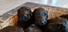 Foto №2 zu Ankündigung № 42297 zu verkaufen russischer schwarzer terrier - einkaufen Polen 