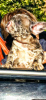 Foto №2 zu Ankündigung № 13108 zu verkaufen französische bulldogge - einkaufen Kanada züchter