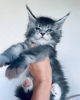 Foto №4. Ich werde verkaufen maine-coon-katze in der Stadt Мёнхенгладбах. quotient 	ankündigung - preis - 400€