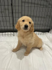 Foto №2 zu Ankündigung № 115942 zu verkaufen golden retriever - einkaufen Deutschland 