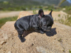 Foto №3. Französische Bulldogge, weiblich, AKC-Haustierqualität. USA