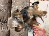 Foto №3. Zuchthund in Kasachstan. Ankündigung № 78114