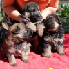 Foto №2 zu Ankündigung № 75855 zu verkaufen deutscher schäferhund - einkaufen Frankreich vom kindergarten