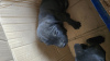 Foto №2 zu Ankündigung № 110552 zu verkaufen cane corso italiano - einkaufen Usbekistan quotient 	ankündigung