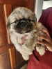 Foto №2 zu Ankündigung № 126468 zu verkaufen pekingese - einkaufen Deutschland quotient 	ankündigung