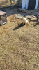 Foto №3. Great Pyrenees Puppies for sale. Deutschland