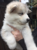 Foto №3. Alaska Malamute-Welpen verfügbar. Deutschland