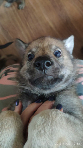 Foto №1. tschechoslowakischer wolfhund - zum Verkauf in der Stadt Tula | Verhandelt | Ankündigung № 4056