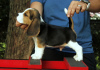 Foto №3. Beagle-Welpen zu verkaufen. Deutschland