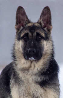Foto №3. Osteuropäischer Schäferhund Welpe. Russische Föderation