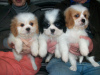 Foto №2 zu Ankündigung № 64988 zu verkaufen cavalier king charles spaniel - einkaufen Estland züchter