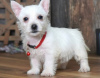 Foto №1. west highland white terrier - zum Verkauf in der Stadt Helsinki | verhandelt | Ankündigung № 88143