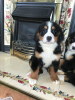 Foto №3. Süße Berner Sennenwelpen zur kostenlosen Adoption. Deutschland