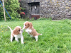 Foto №3. Entzückende Cavalier King Charles Welpen zur kostenlosen Adoption. Deutschland