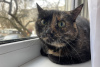 Foto №3. Schildpattkatze Cinnamon sucht ein Zuhause und eine liebevolle Familie!. Weißrussland