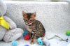 Foto №3. Geimpfte Bengalkatzen-Kätzchen zur Adoption mit Lieferservice nach Hause. USA