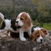 Foto №2 zu Ankündigung № 113456 zu verkaufen beagle - einkaufen USA 