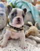 Foto №2 zu Ankündigung № 64572 zu verkaufen französische bulldogge - einkaufen Deutschland quotient 	ankündigung