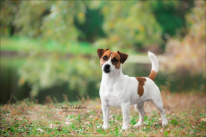 Zusätzliche Fotos: Jack Russell Terrier Welpen