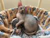 Foto №2 zu Ankündigung № 114679 zu verkaufen sphynx cat - einkaufen Frankreich quotient 	ankündigung