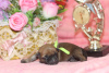 Foto №2 zu Ankündigung № 10083 zu verkaufen cairn terrier - einkaufen Russische Föderation vom kindergarten