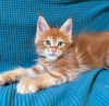 Foto №4. Ich werde verkaufen maine-coon-katze in der Stadt Genf. quotient 	ankündigung - preis - 400€