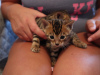 Foto №3. Gesunde Bengalkatzen jetzt zur Adoption verfügbar. Deutschland